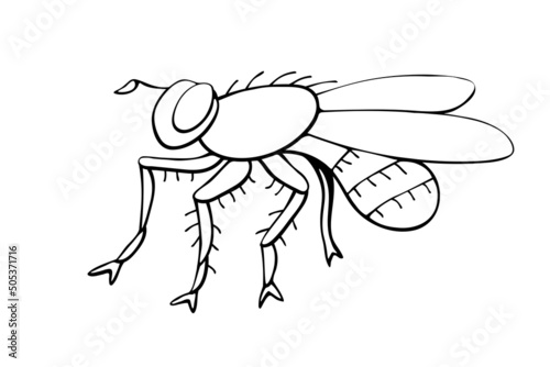 Vector black outline fly in doodle sketch style. Side view. Black and white drawing insect. Clipart, design element on theme of nature, spring, summer, isolated