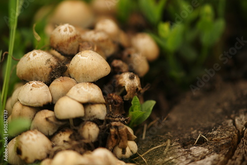 Heap of many fresh mushrooms growing in spring green grass