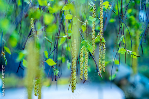 Fototapeta Naklejka Na Ścianę i Meble -  kwitnące gałęzie brzozy, wiosna w ogrodzie