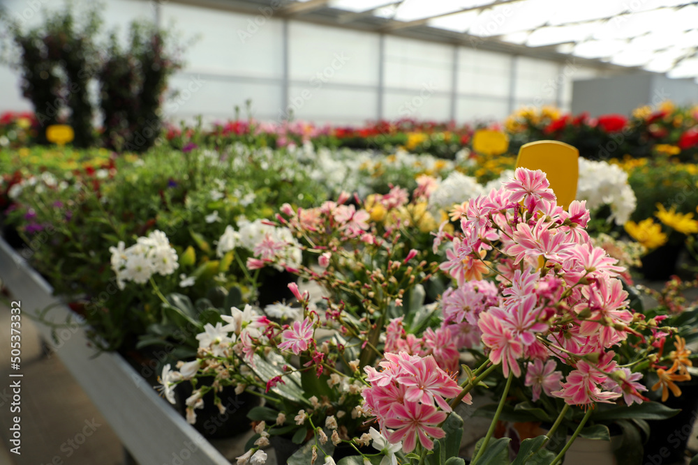 Beautiful blooming lewisia plant in garden center, closeup. Space for text