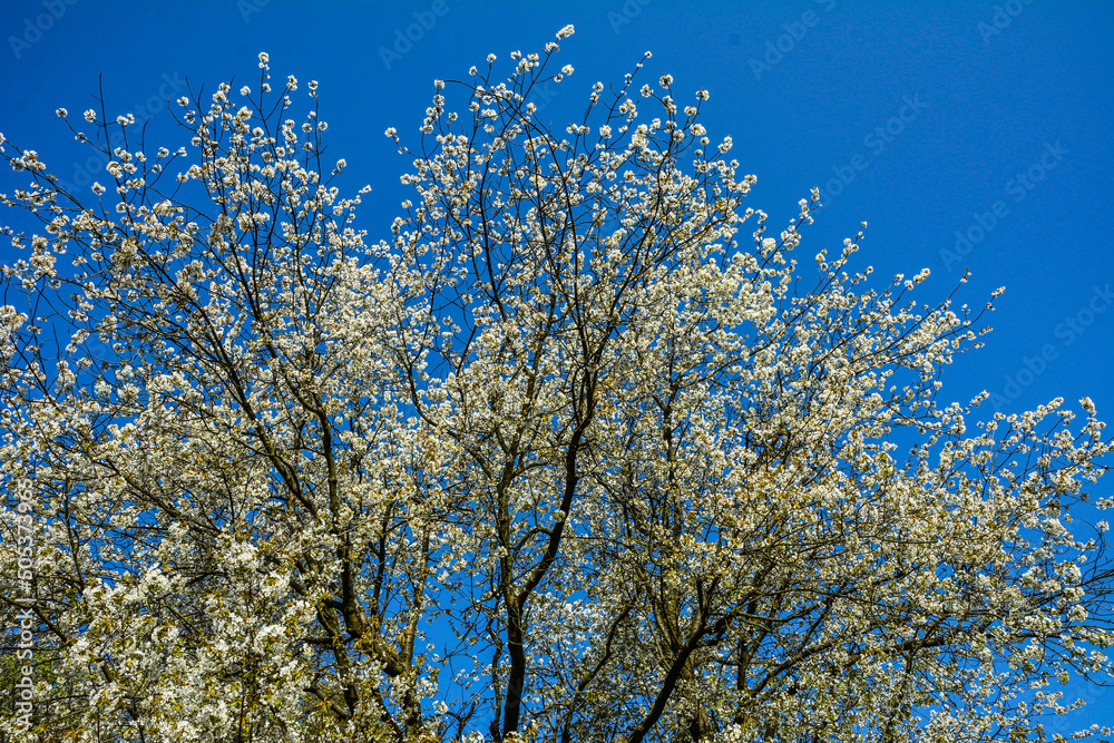 Closeup shot of tree branches with beautiful cherry blossoms Closeup shot of tree branches with beautiful cherry blossoms