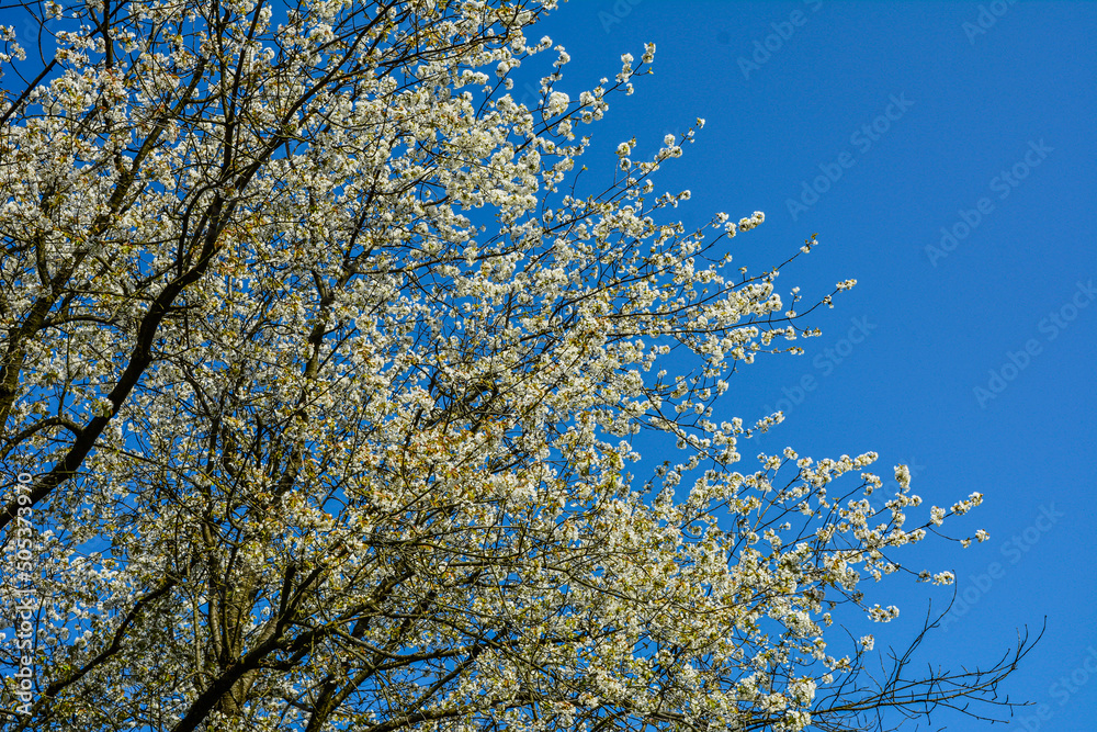 Closeup shot of tree branches with beautiful cherry blossoms Closeup shot of tree branches with beautiful cherry blossoms