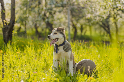 husky dog with ball in green grass