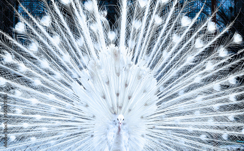 White peacock opening feathers. The most beautiful white peacock