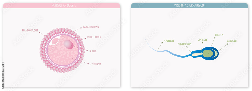 Εκτύπωση καμβά Parts of an ovum and a spermatozoon on a light background in pink and blue tones