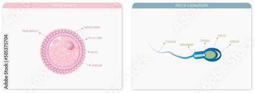 Parts of an ovum and a spermatozoon on a light background in pink and blue tones.