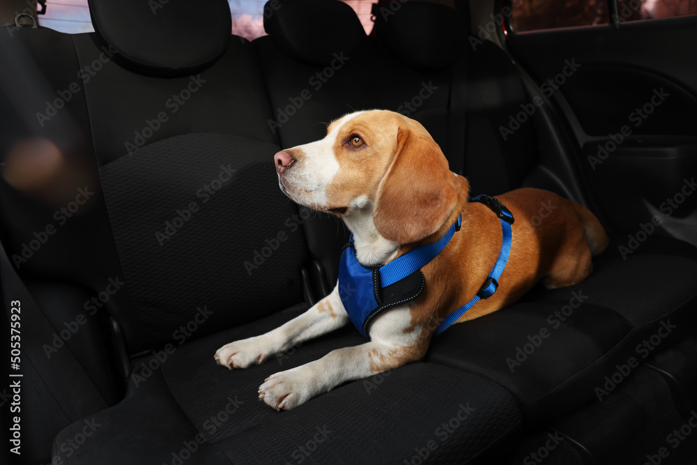 Cute Beagle dog in car. Adorable pet - obrazy, fototapety, plakaty 