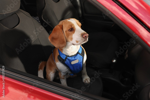 Cute Beagle dog in car. Adorable pet