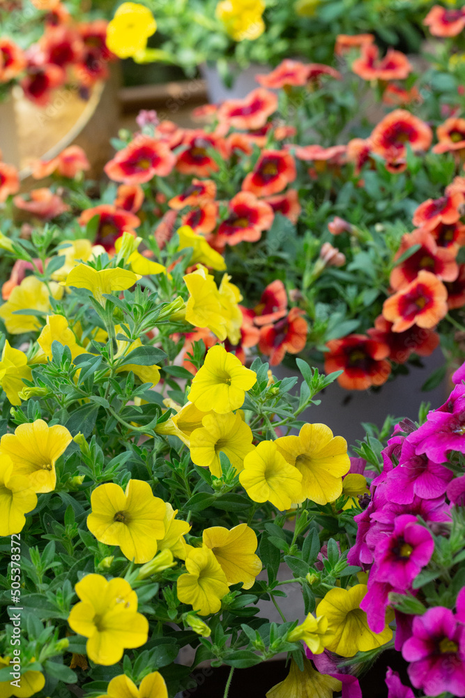 Φωτογραφία Dense colorful petunia petunia outdoors，Petunia hybrida Vilm