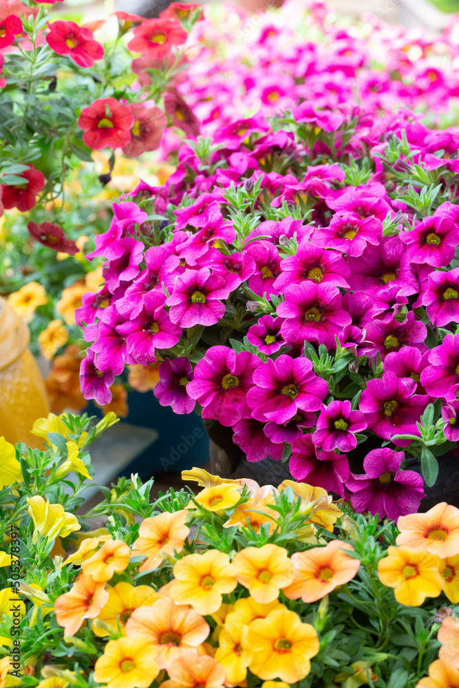 Dense colorful petunia petunia outdoors，Petunia hybrida Vilm - obrazy, fototapety, plakaty 
