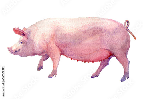 Watercolor realistic image of a thoroughbred pig.