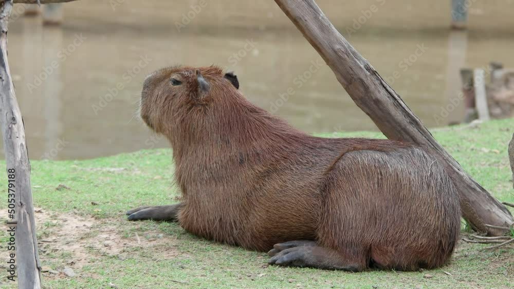 Capybara (Hydrochaeris hydrochaeris) family in nature. Capybara (Hydrochaeris hydrochaeris) family in nature.