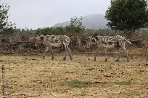 Zebra 3 photo