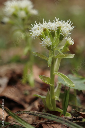 Petasites hybridus  a medicinal spring herb with a white flower  grows in the forest