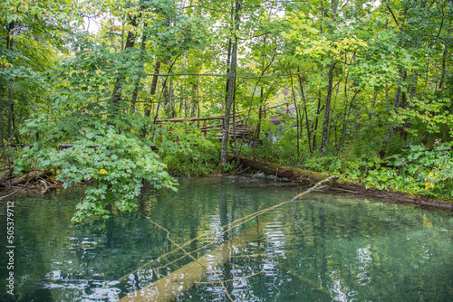 Plitvice Lakes National Park, Croatia, Europe: Mystical green biotope with dead wood under crystal clear water