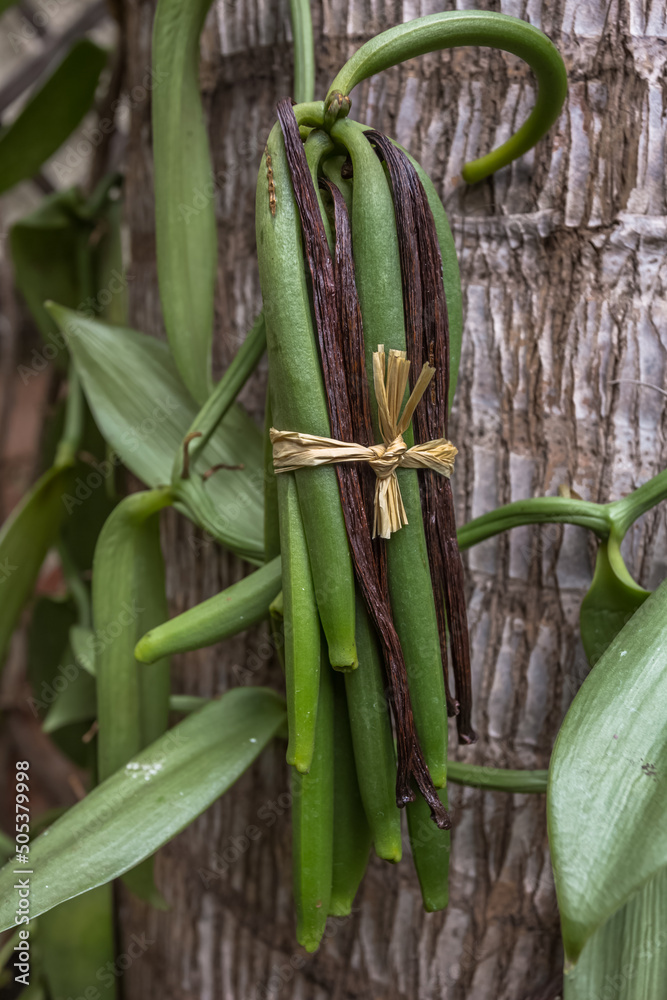 Fototapeta premium Gousses de vanille Bourbon 