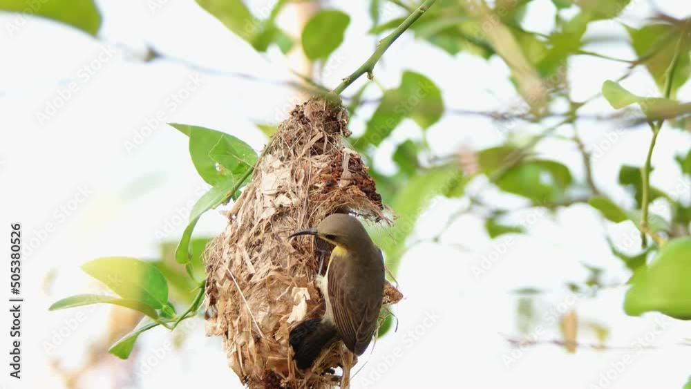 A female sunbird nest building and sitting on her nest. A female sunbird nest building and sitting on her nest.