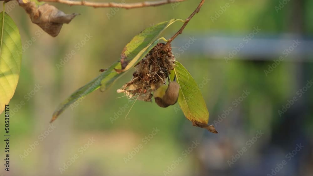 A female sunbird nest building and sitting on her nest. A female sunbird nest building and sitting on her nest.