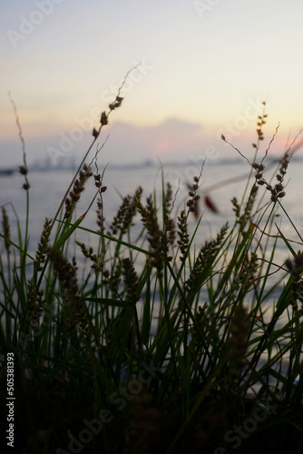 Silhouette of grass beside sea with sunset sky