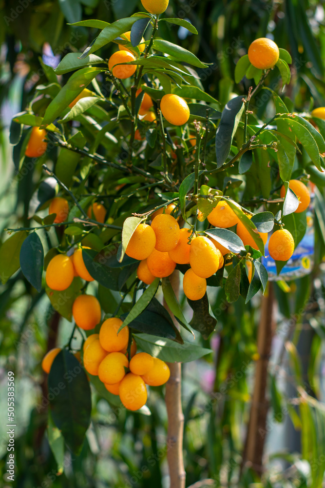 Citrus tree. Lemons or tangerines on a tree in a greenhouse