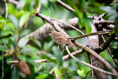 A bird in the tropical forest of Thailand perched on a branch.