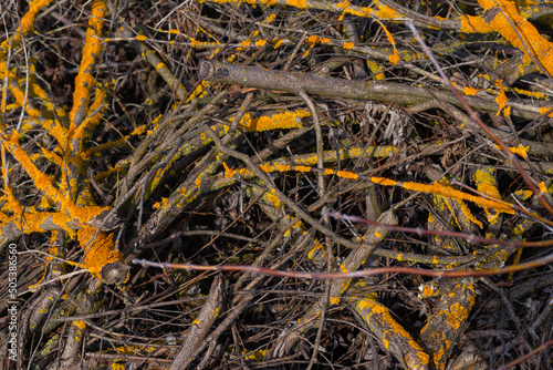 A pile of dry twigs as a background.