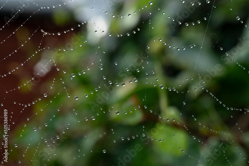 Fotografie Spider web covered in raindrops after tropical storm Thailand