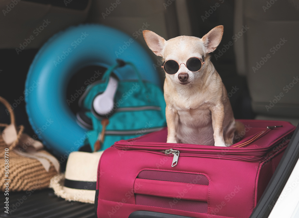 brown short hair chihuahua dog wearing sunglasses, sitting with travel  accessories in car trunk. Travel concept. Stock-Foto | Adobe Stock