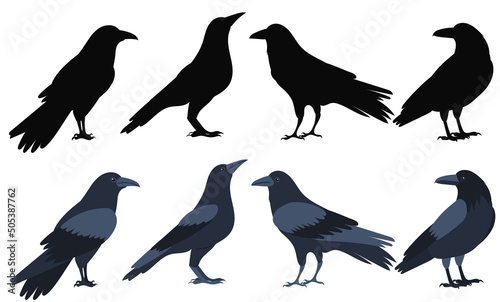 crows silhouette, on white background, isolated, vector