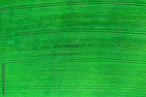 The green farm field surface of young wheat with tractor traces. Aerial top view.