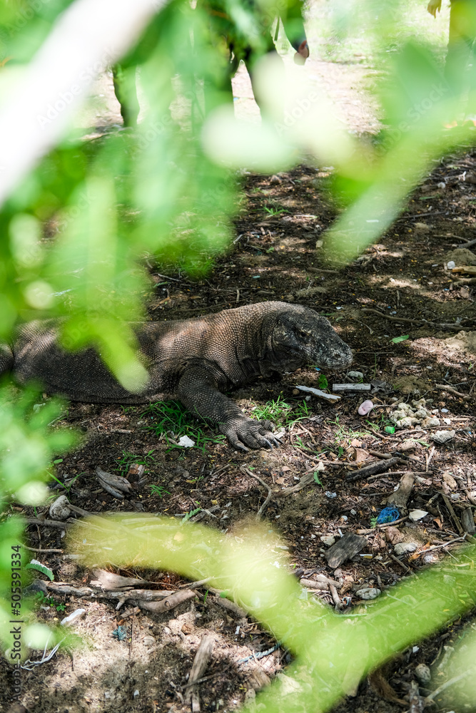 The Komodo dragon is an ancient animal that still lives in the Komodo National Park, Indonesia The Komodo dragon is an ancient animal that still lives in the Komodo National Park, Indonesia