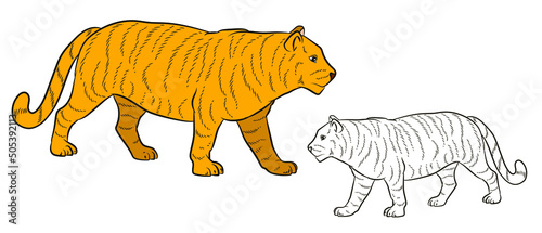 Fototapeta Naklejka Na Ścianę i Meble -  Vector hand-drawn illustration of a tiger is isolated. A big wild cat.
 Coloring book for kids. Black and white and color image.
