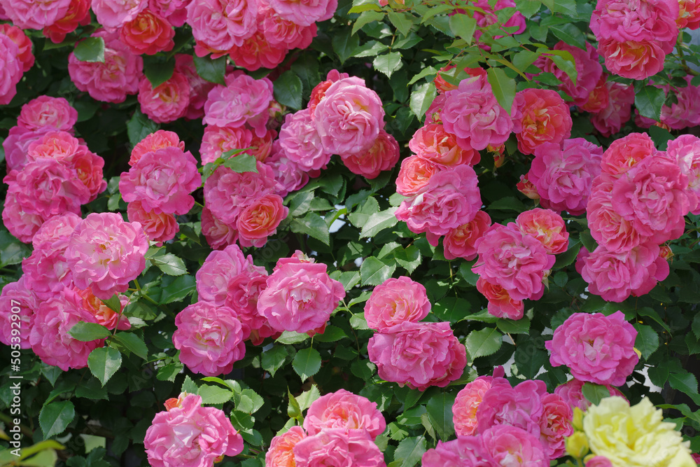 Fototapeta premium ピンク色の可憐なバラの花 与野公園 5月