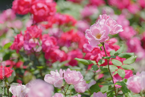 ピンク色の可憐なバラの花　与野公園　5月