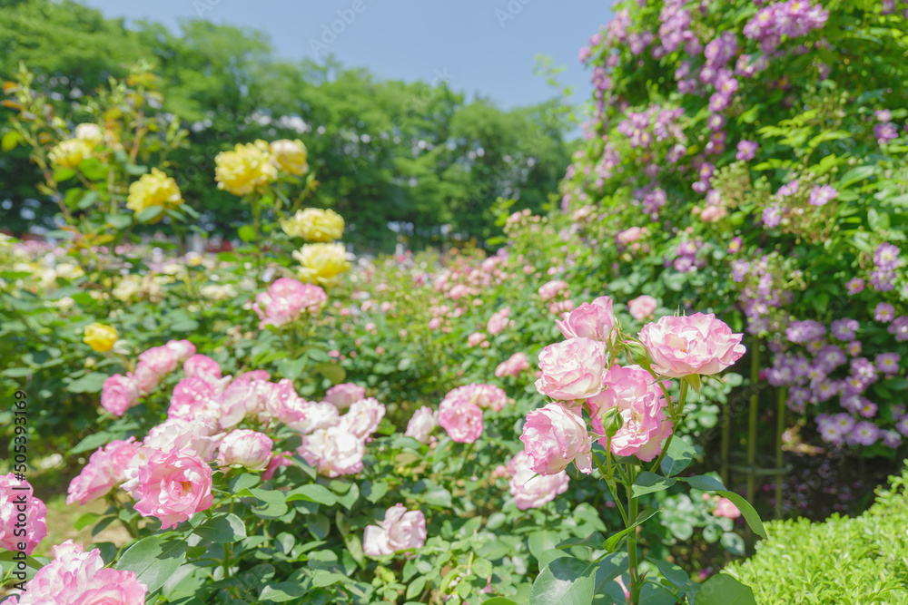 ピンク色の可憐なバラの花　与野公園　5月