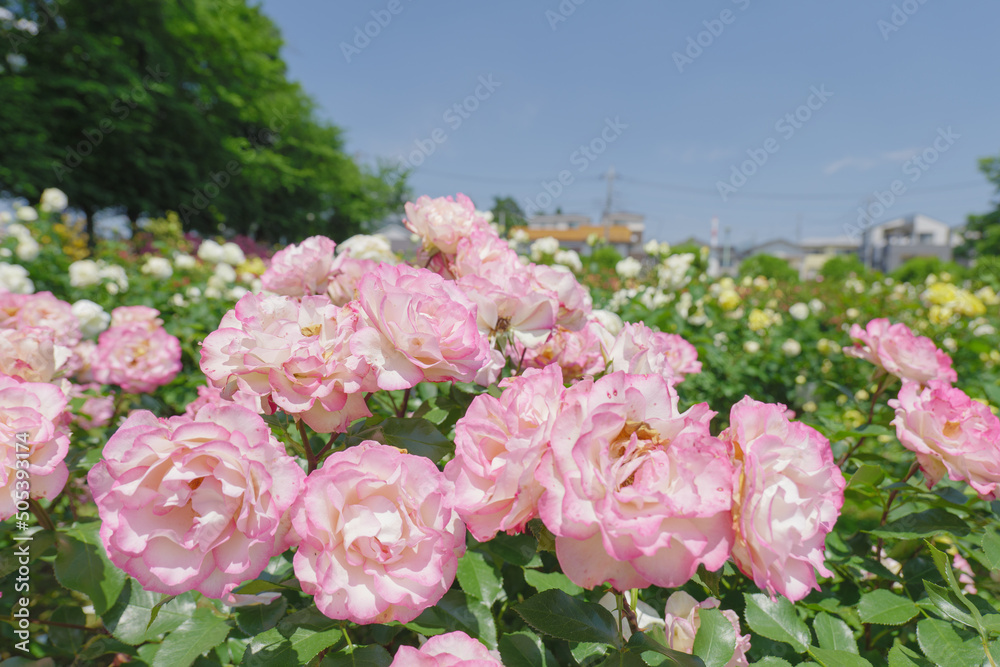 ピンク色の可憐なバラの花 与野公園 5月 ピンク色の可憐なバラの花 与野公園 5月