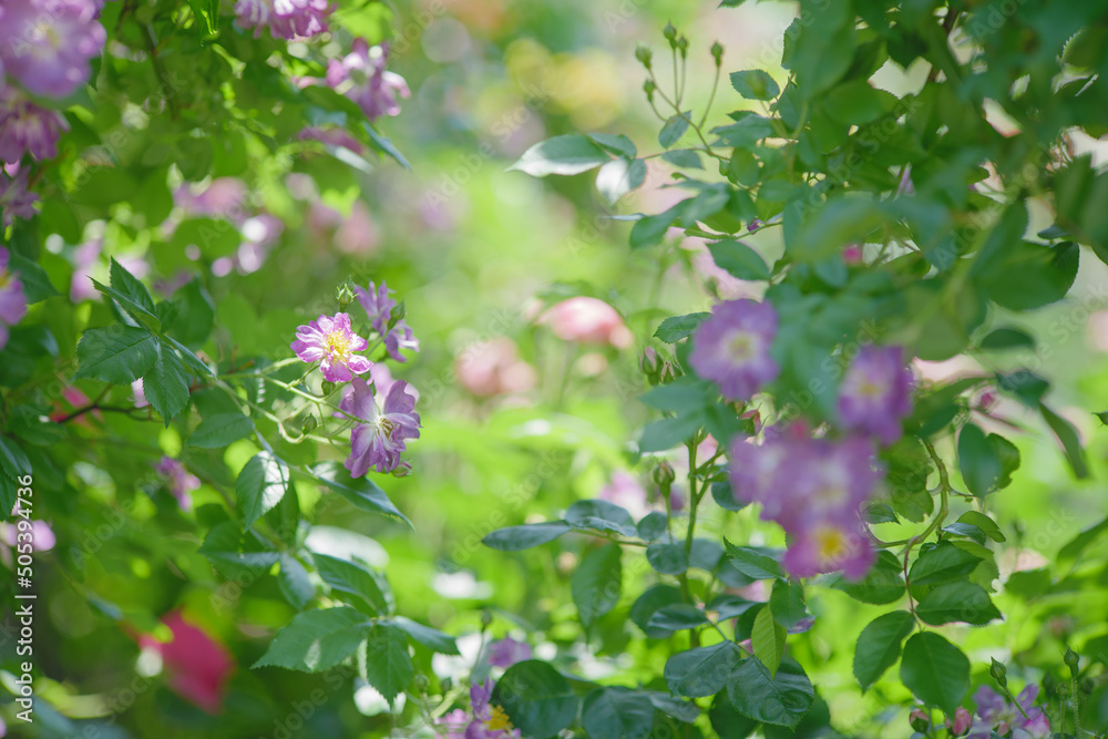 初夏の光と紫色の小さなバラの花々　与野公園　5月