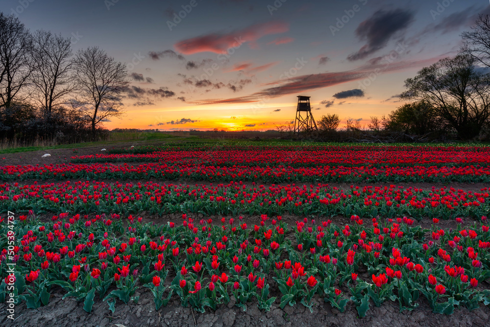 Sunset over the blooming tulip field in Poland Sunset over the blooming tulip field in Poland