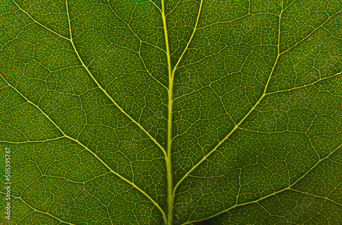 Close up of a green leaf. Macro Photography photo