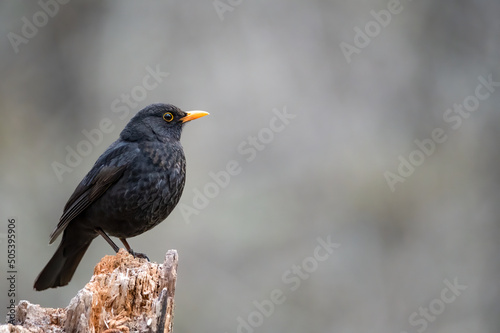 bird, natur, black, amsel, wild lebende tiere, tier, wild, schnabel, © Oliver