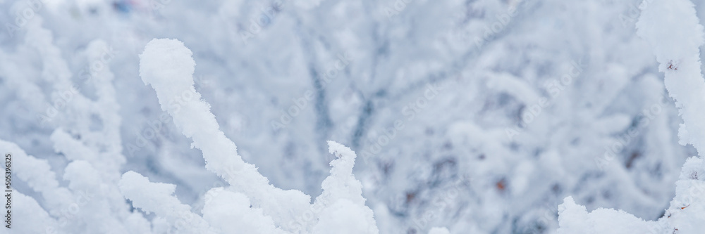 Snow and rime ice on the branches of bushes. Beautiful winter background with twigs covered with hoarfrost. Plants in the park are covered with hoar frost. Cold snowy weather. Cool frosting texture. Snow and rime ice on the branches of bushes. Beautiful winter background with twigs covered with hoarfrost. Plants in the park are covered with hoar frost. Cold snowy weather. Cool frosting texture.