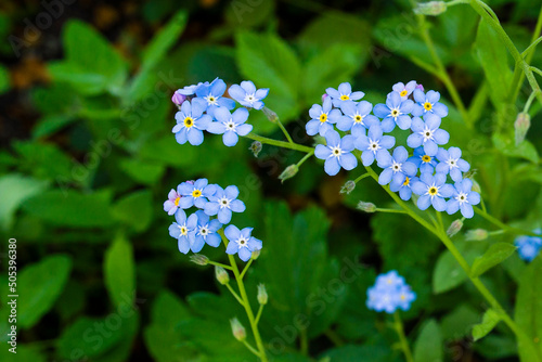 blue small flowers on a background of green leaves in summer with a place for text
