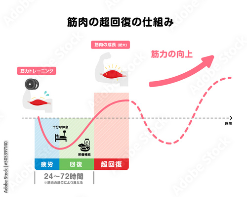 筋力トレーニング・筋トレ / 筋肉の超回復のメカニズム イラスト