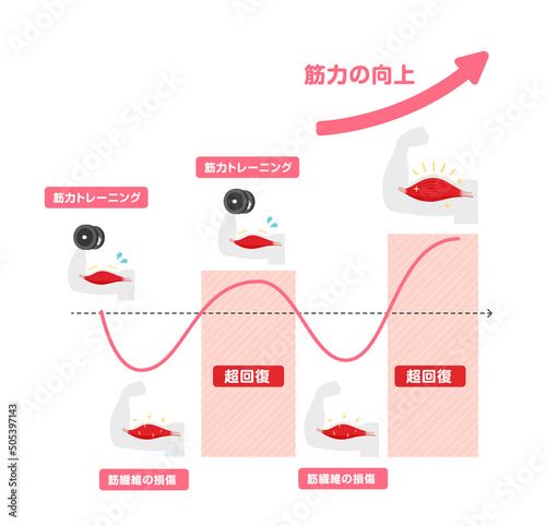 筋力トレーニング・筋トレ / 筋肉の超回復のメカニズム イラスト