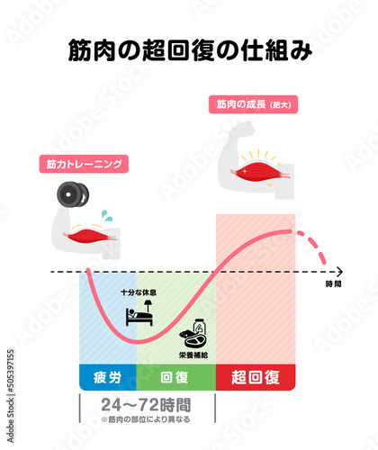 筋力トレーニング・筋トレ / 筋肉の超回復のメカニズム イラスト