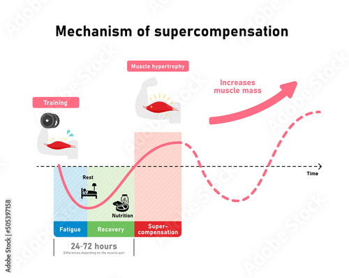 Graph illustration of efficient muscle growth (supercompensation mechanism)