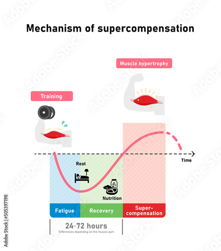 Graph illustration of efficient muscle growth (supercompensation mechanism)