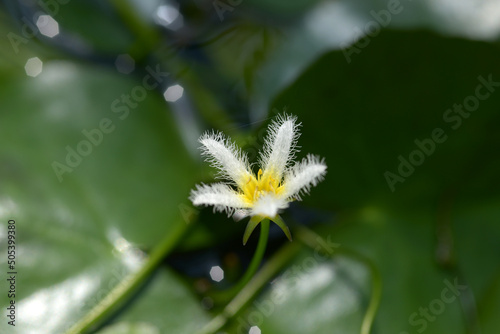 ガガブタの花 photo