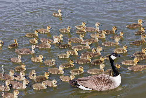 Bild auf Leinwand Loads of goslings