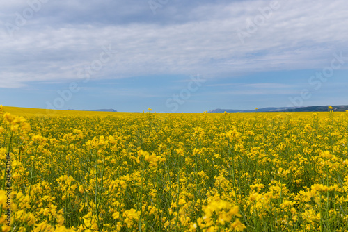 Blooming canola field. Rape on the field in summer. Bright Yellow rapeseed oil. Flowering rapeseed. with blue sky and clouds © Olga